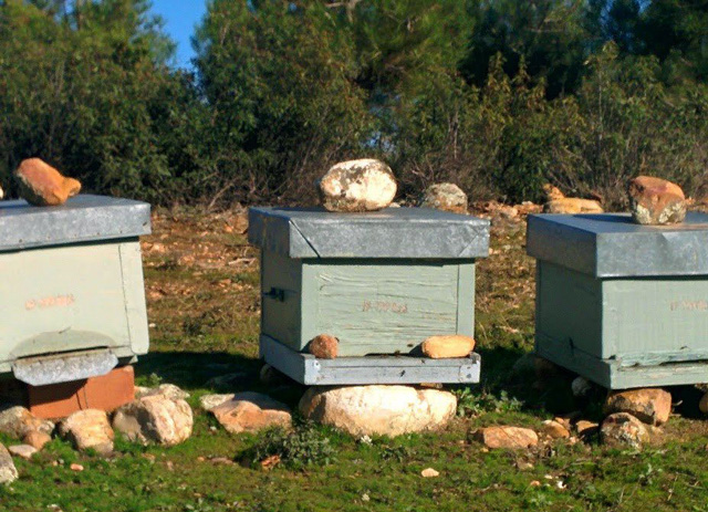 Visitas guiadas a un apicultor miel